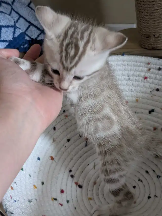 TICA Snow Bengal Paws - Photo 9