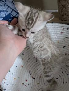 TICA Snow Bengal Paws - Photo 9