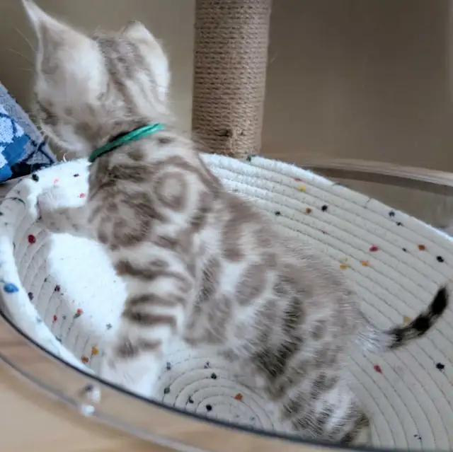 TICA Snow Bengal Paws - Photo 10