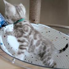 TICA Snow Bengal Paws - Photo 10