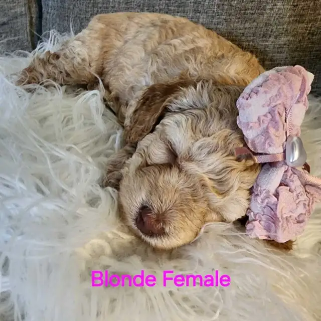 Cockapoo puppies looking for forever homes