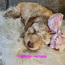 Cockapoo puppies looking for forever homes