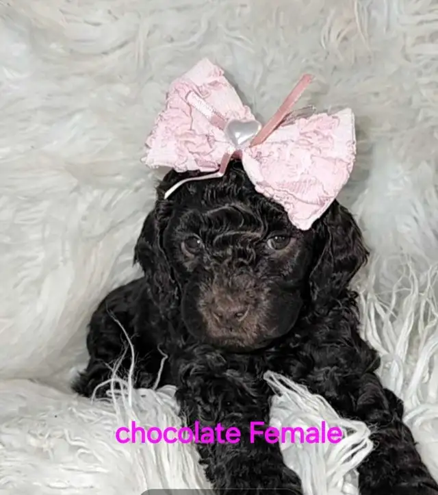 Cockapoo puppies looking for forever homes - Photo 2