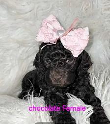 Cockapoo puppies looking for forever homes - Photo 2