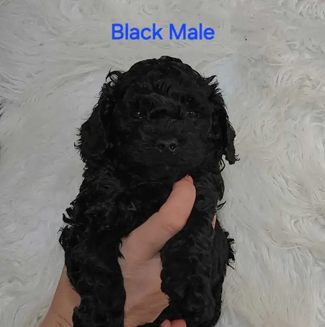 Cockapoo puppies looking for forever homes - Photo 3