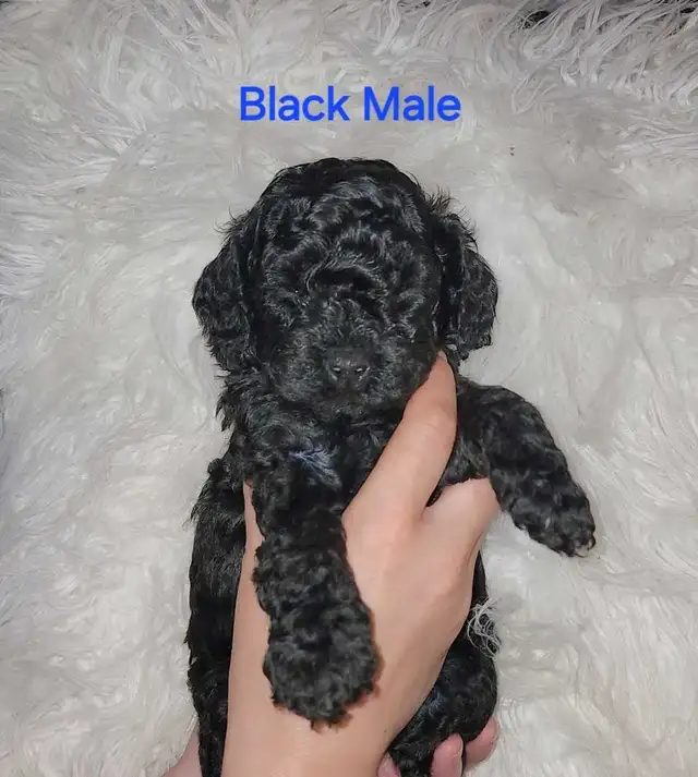 Cockapoo puppies looking for forever homes - Photo 4