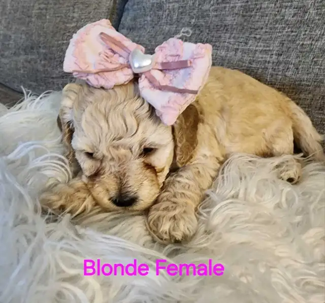 Cockapoo puppies looking for forever homes - Photo 5