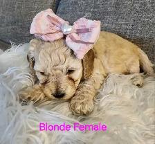 Cockapoo puppies looking for forever homes - Photo 5