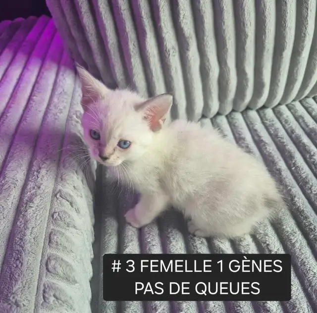 CHATON HIGHLAND LYNX FEMELLE