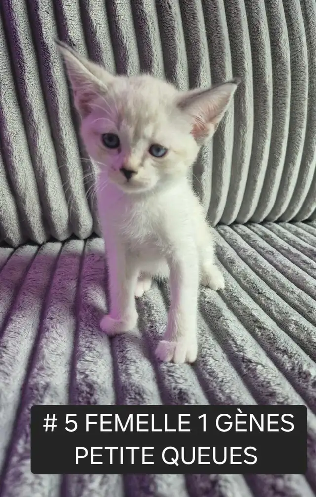 CHATON HIGHLAND LYNX FEMELLE - Photo 2