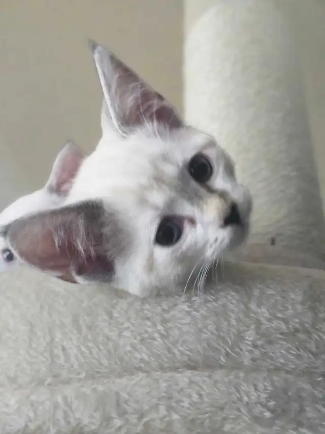 CHATON HIGHLAND LYNX FEMELLE - Photo 3
