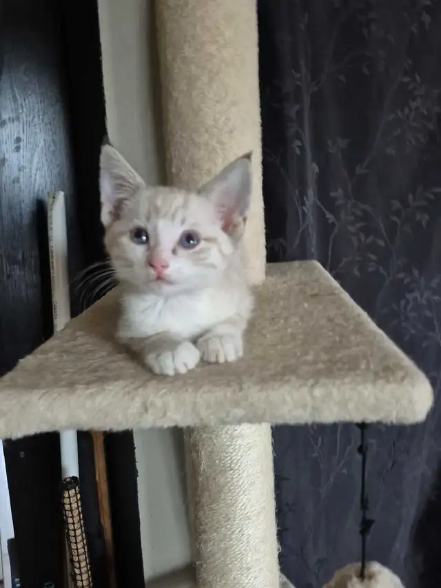 CHATON HIGHLAND LYNX FEMELLE - Photo 4