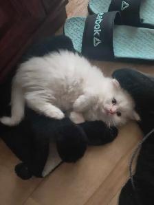 chatons persans himalayen