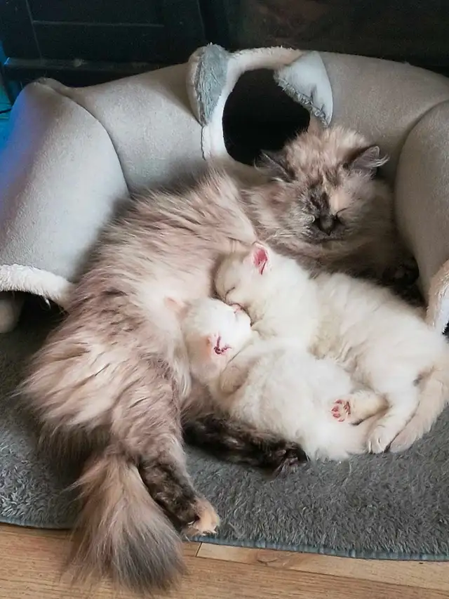 chatons persans himalayen - Photo 2