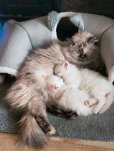 chatons persans himalayen - Photo 2