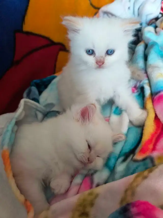 chatons persans himalayen - Photo 3