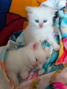 chatons persans himalayen - Photo 3