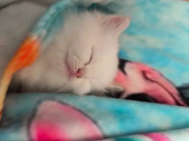chatons persans himalayen - Photo 4