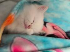 chatons persans himalayen - Photo 4