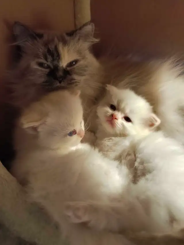 chatons persans himalayen - Photo 5