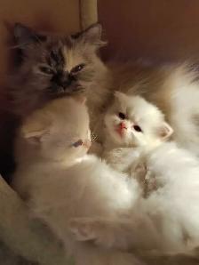 chatons persans himalayen - Photo 5