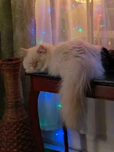 chatons persans himalayen - Photo 6
