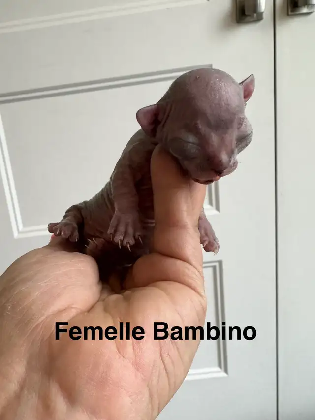 SPHYNX à vendre - Photo 4