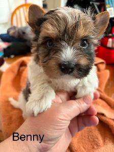 Biewer Terrier