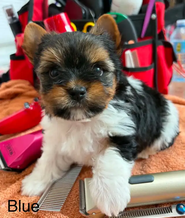Biewer Terrier - Photo 3