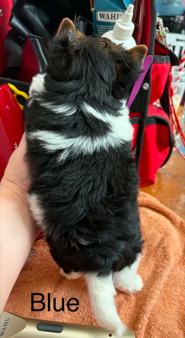 Biewer Terrier - Photo 4