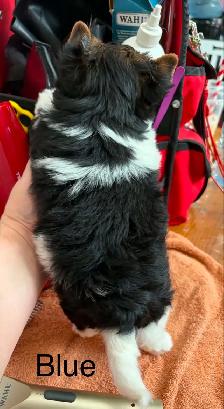 Biewer Terrier - Photo 4