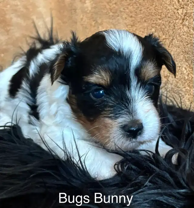 Biewer Terrier - Photo 5
