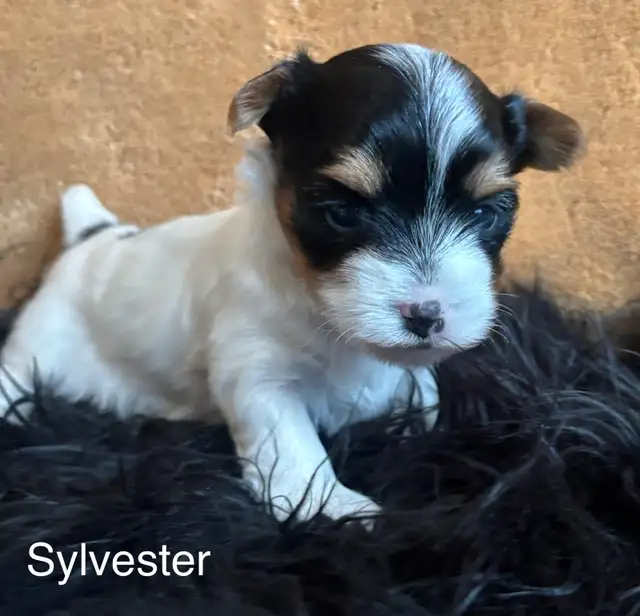 Biewer Terrier - Photo 7