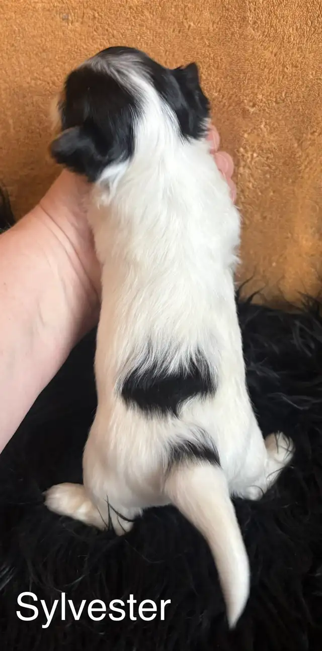 Biewer Terrier - Photo 8