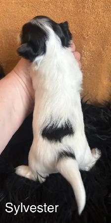 Biewer Terrier - Photo 8