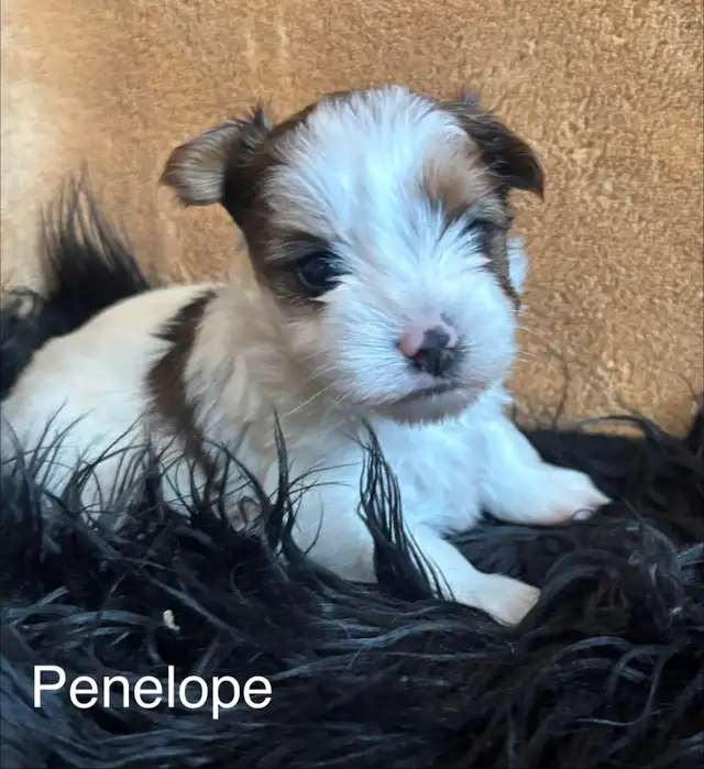 Biewer Terrier - Photo 9