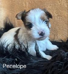 Biewer Terrier - Photo 9