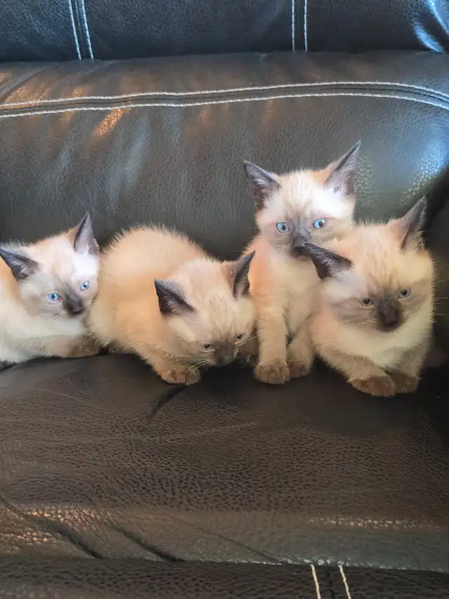Purebred Applehead Siamese Kittens