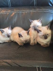 Purebred Applehead Siamese Kittens