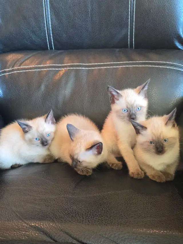 Purebred Applehead Siamese Kittens - Photo 2