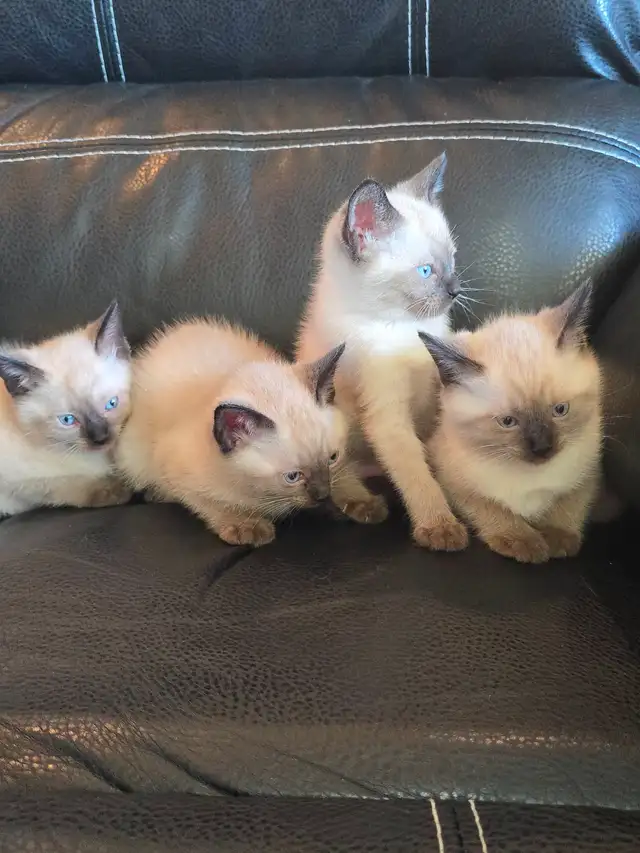Purebred Applehead Siamese Kittens - Photo 3