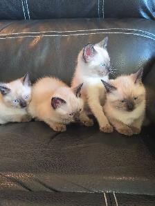 Purebred Applehead Siamese Kittens - Photo 3