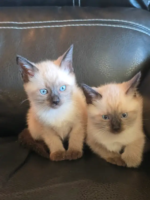 Purebred Applehead Siamese Kittens - Photo 4