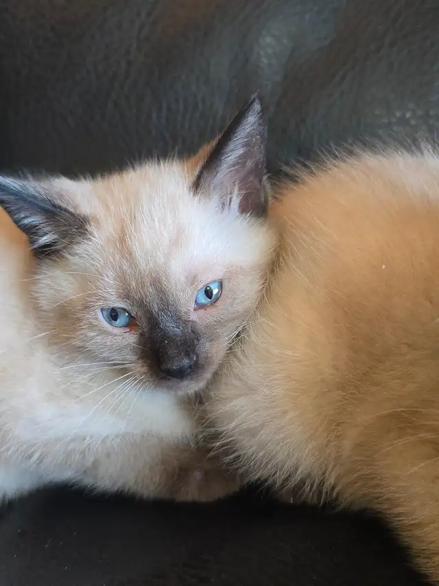 Purebred Applehead Siamese Kittens - Photo 6