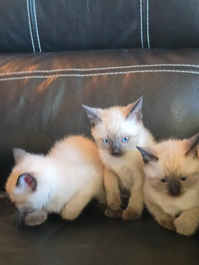 Purebred Applehead Siamese Kittens - Photo 7