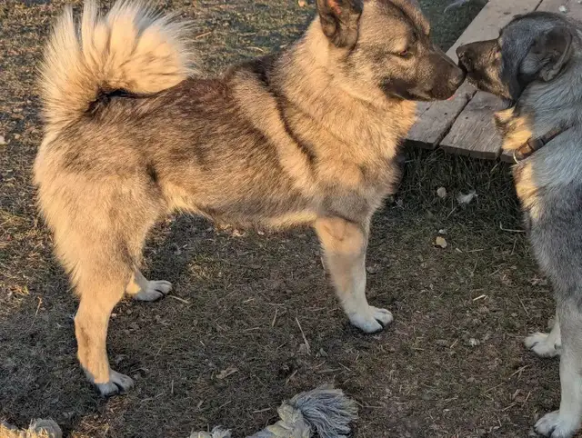 Young Purebred Male Norwegian Elkhound (for breeding?)