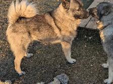 Young Purebred Male Norwegian Elkhound (for breeding?)