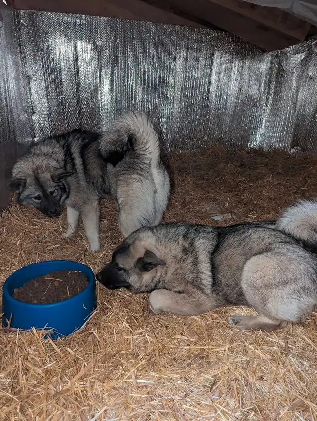 Young Purebred Male Norwegian Elkhound (for breeding?) - Photo 2