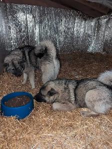 Young Purebred Male Norwegian Elkhound (for breeding?) - Photo 2