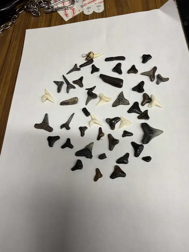 VARIOUS SHARK TEETH FOSSILIZED VERY OLD!